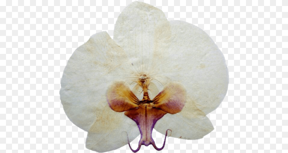 Artificial Flower, Orchid, Petal, Plant Png Image