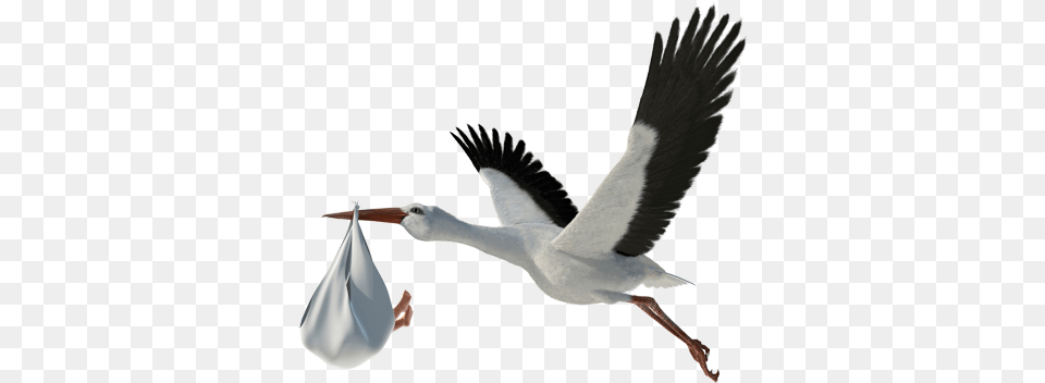 Image Baby Storch, Animal, Bird, Waterfowl, Stork Free Png Download