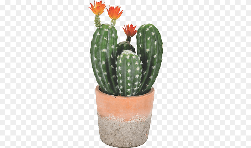 Beautiful Cactus In A Pot, Plant Png Image