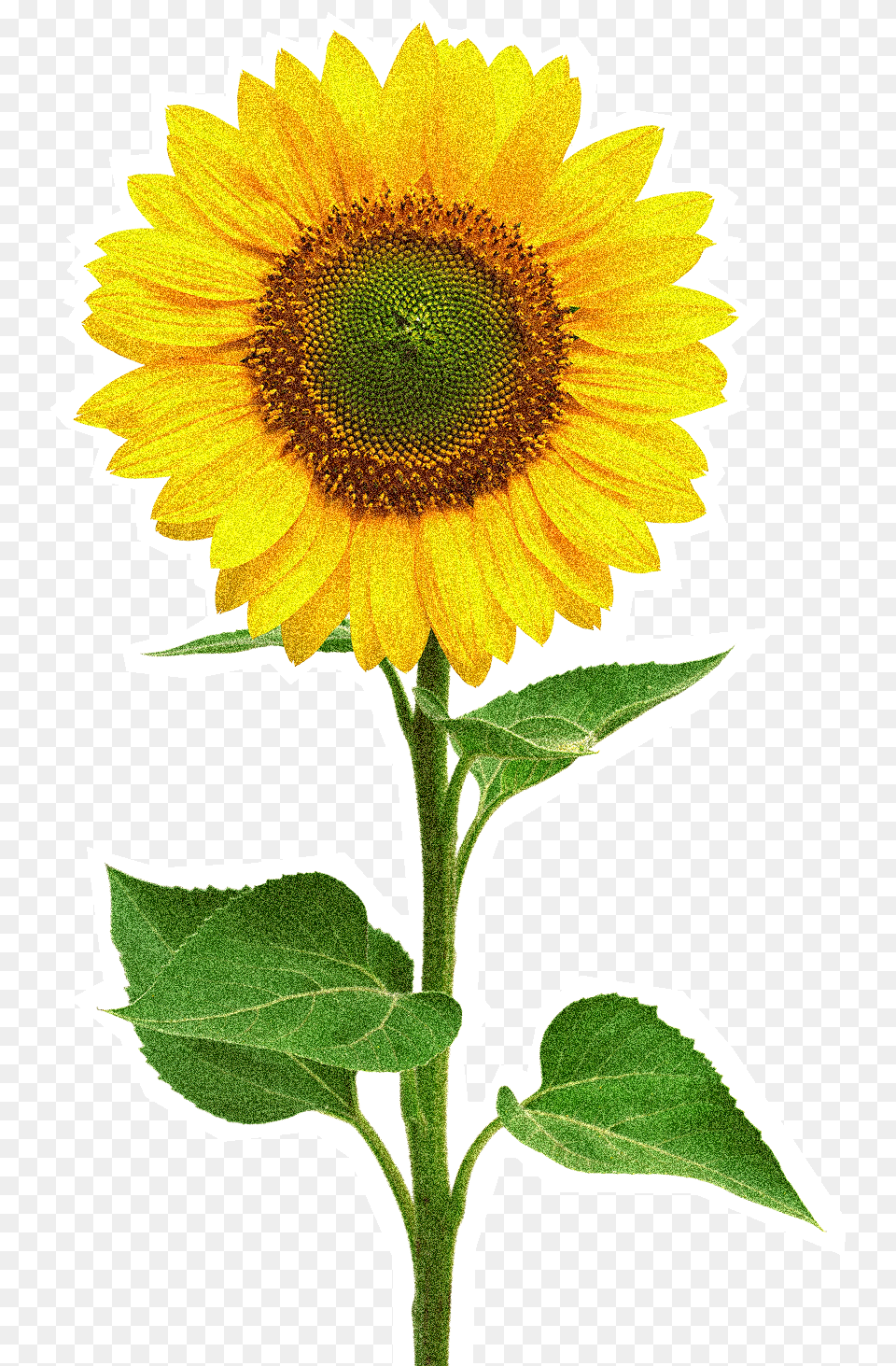 Beautiful Sunflower White Case Iphone, Flower, Plant Png Image