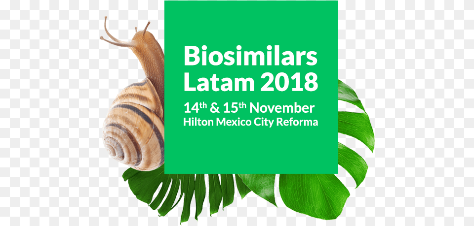 Image Biosimilars Latam 2018, Animal, Insect, Invertebrate, Leaf Free Transparent Png