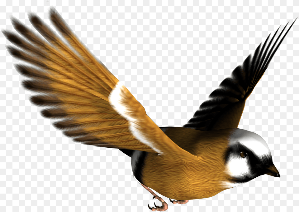 Bird, Animal, Finch, Flying, Beak Png Image