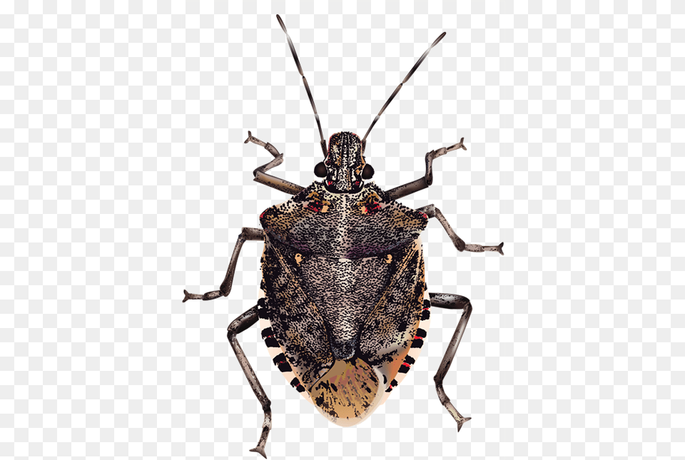 Image Black And White Bugs Frames Illustrations Hd Brown Marmorated Stink Bug Transparent, Animal, Cricket Insect, Insect, Invertebrate Png