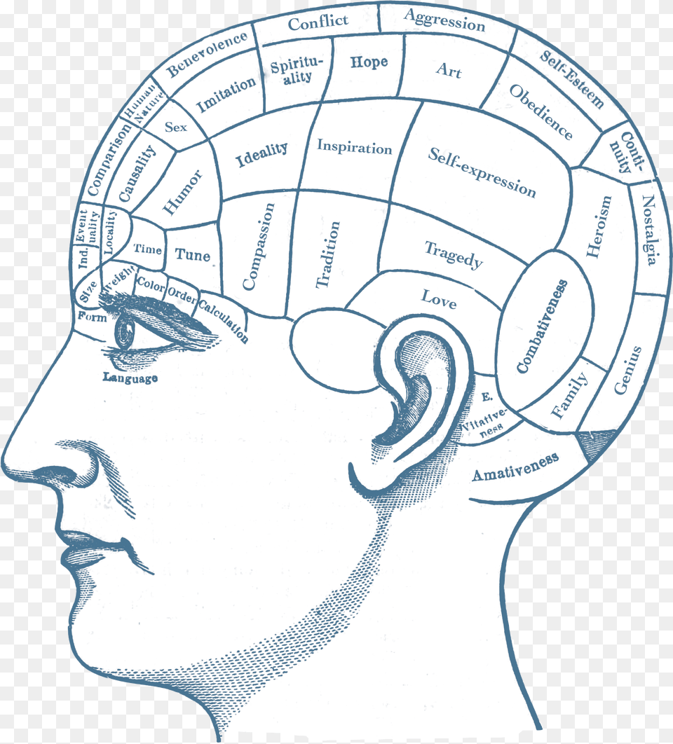 Image Blank Phrenology Head, Person, Clothing, Hat, Body Part Free Png