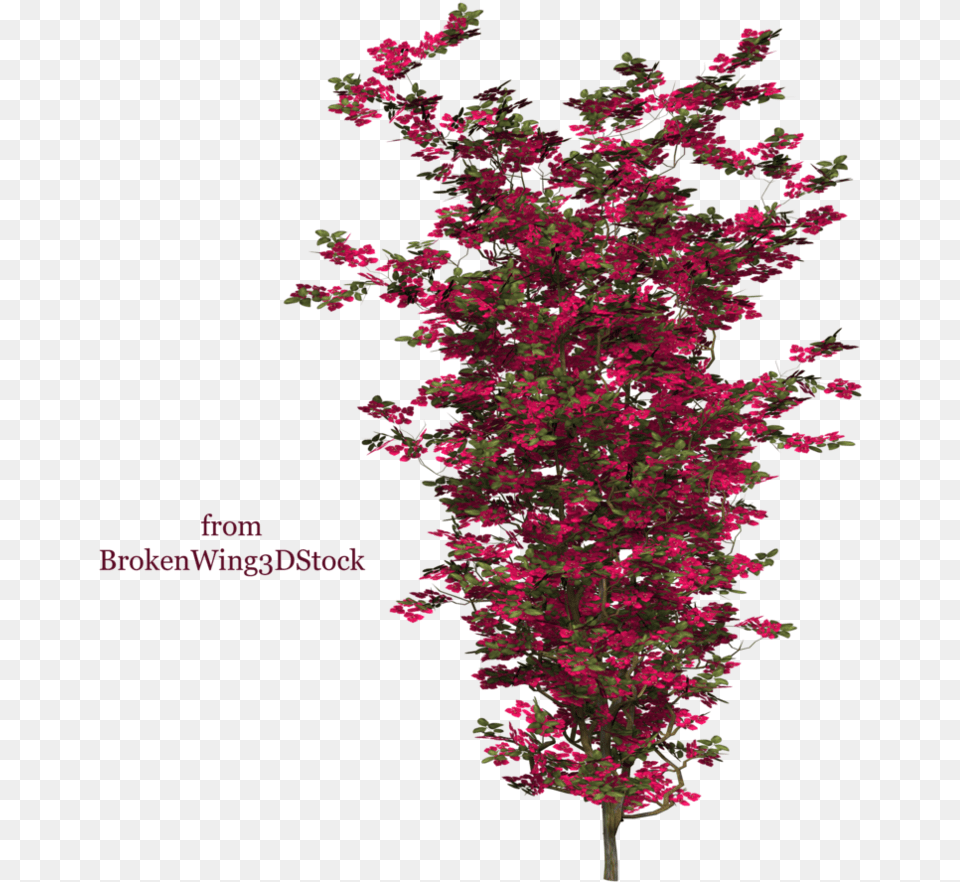 Image Buganvilla Photoshop, Plant, Leaf, Tree, Flower Png