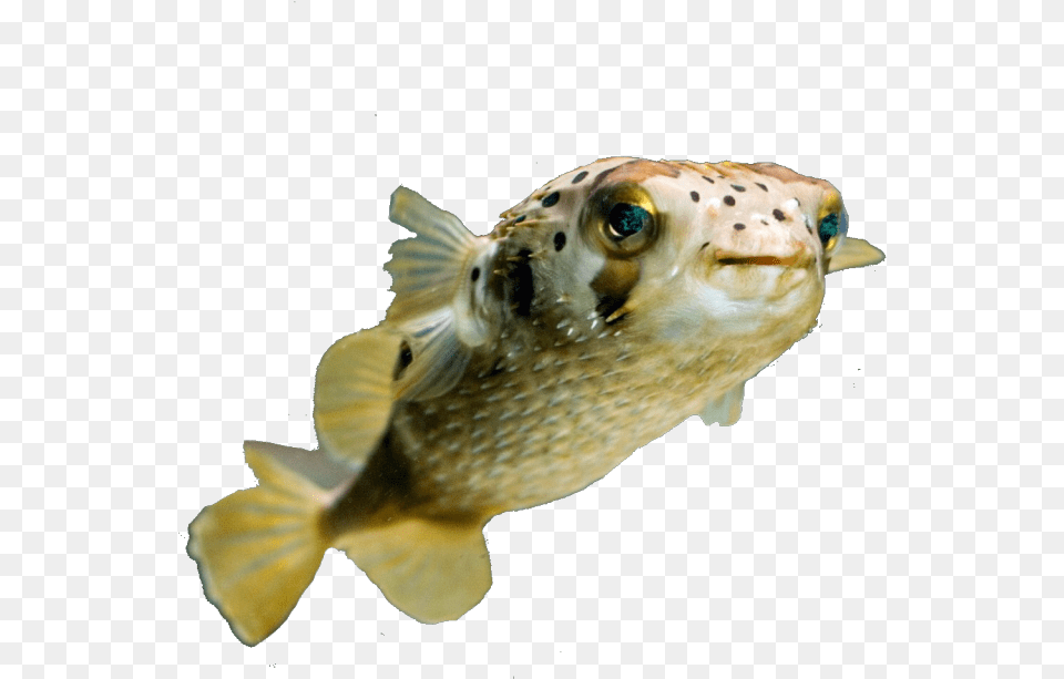Image Cat Head Fish Body, Animal, Sea Life, Puffer Free Transparent Png