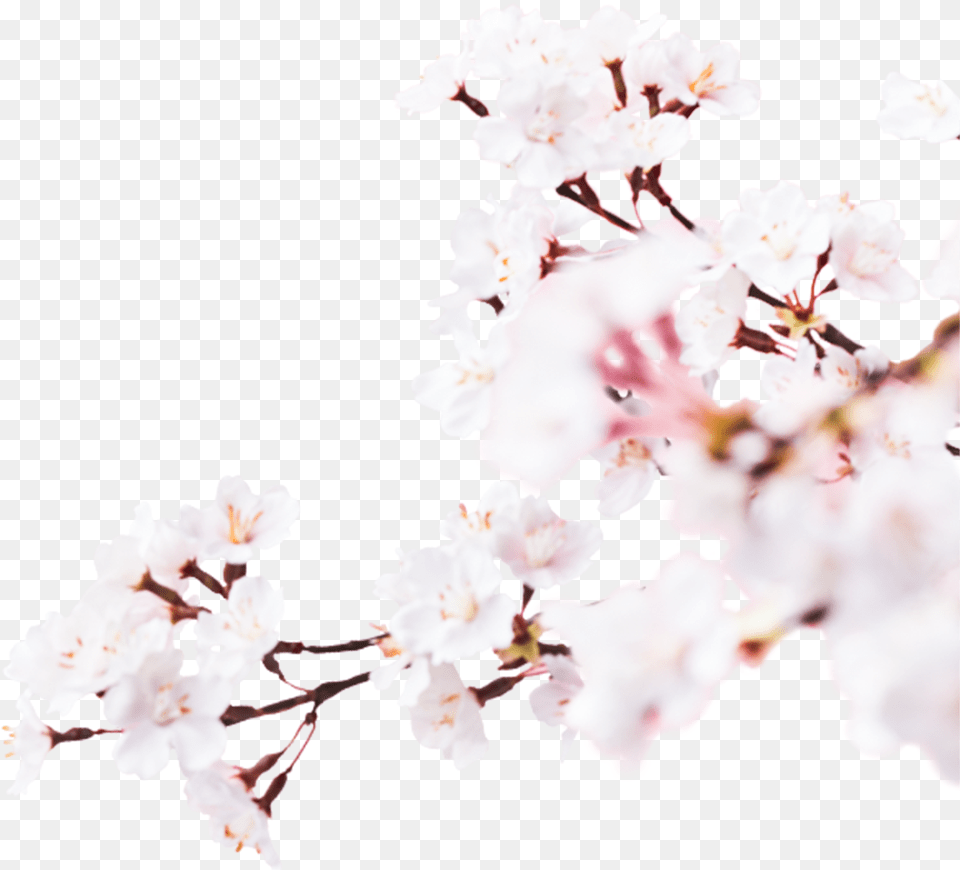 Image Cherry Blossom, Flower, Plant, Cherry Blossom, Petal Free Png