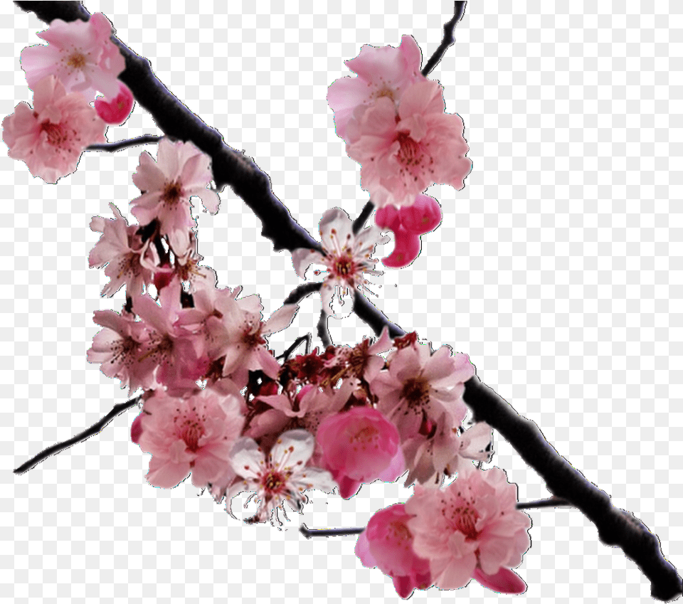 Image Cherry Blossom Real, Flower, Plant, Petal, Cherry Blossom Png