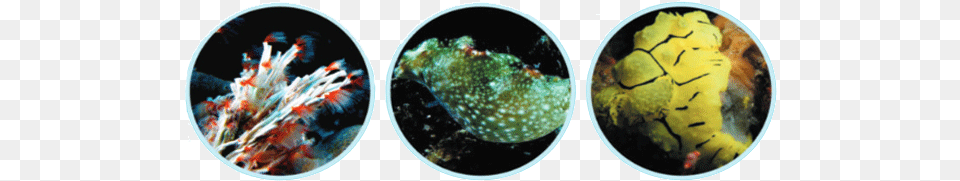Circle, Animal, Sea Life, Fish Png Image