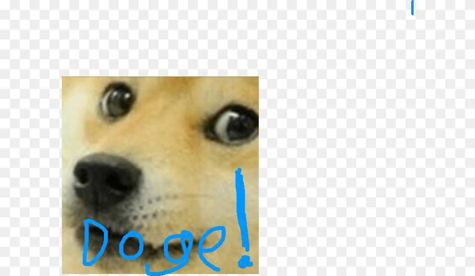 Close Up Of Doge, Snout, Animal, Canine, Dog Png Image