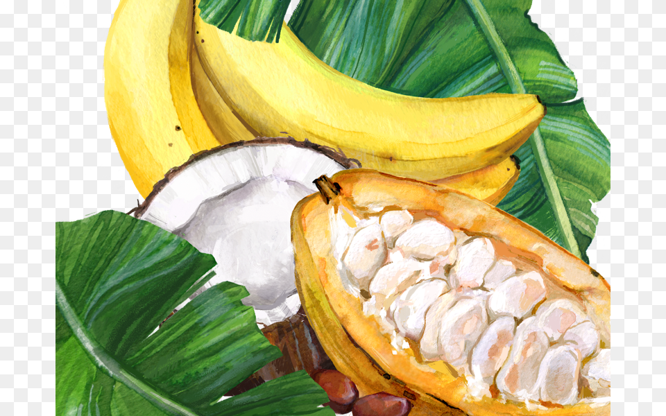 Cocoa Banana, Food, Fruit, Plant, Produce Png Image