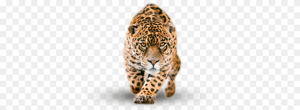 Image Collection For Download Jaguar, Animal, Mammal, Panther, Wildlife Free Png