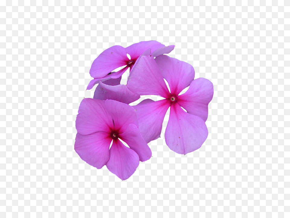 Cropped Flower, Geranium, Petal, Plant Png Image