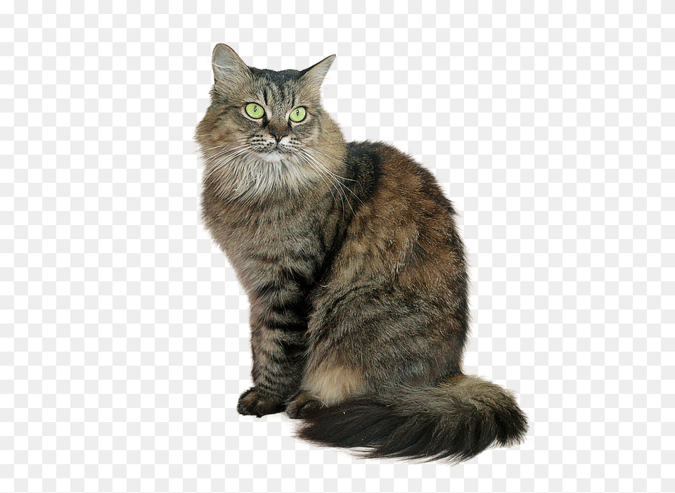 Image Cropped Animal, Cat, Mammal, Manx Png