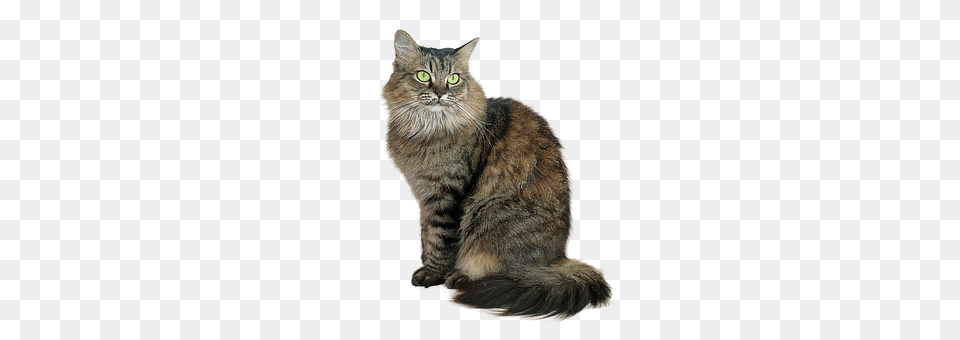 Image Cropped Animal, Cat, Mammal, Manx Free Png