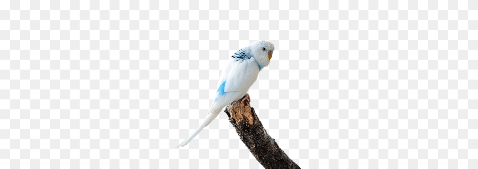 Cropped Animal, Bird, Parakeet, Parrot Png Image