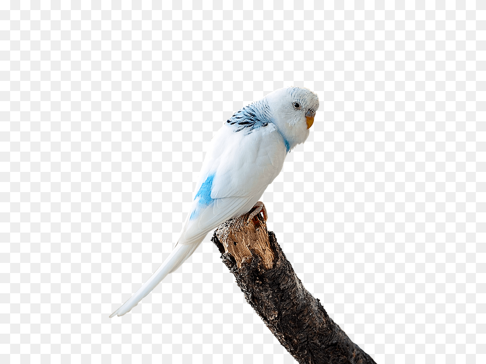 Image Cropped Animal, Bird, Parakeet, Parrot Png