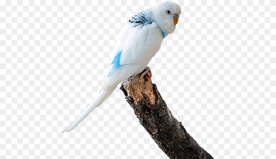 Image Cropped Parakeet White Budgie Bird Ave Budgie Gif Background, Animal, Parrot Png