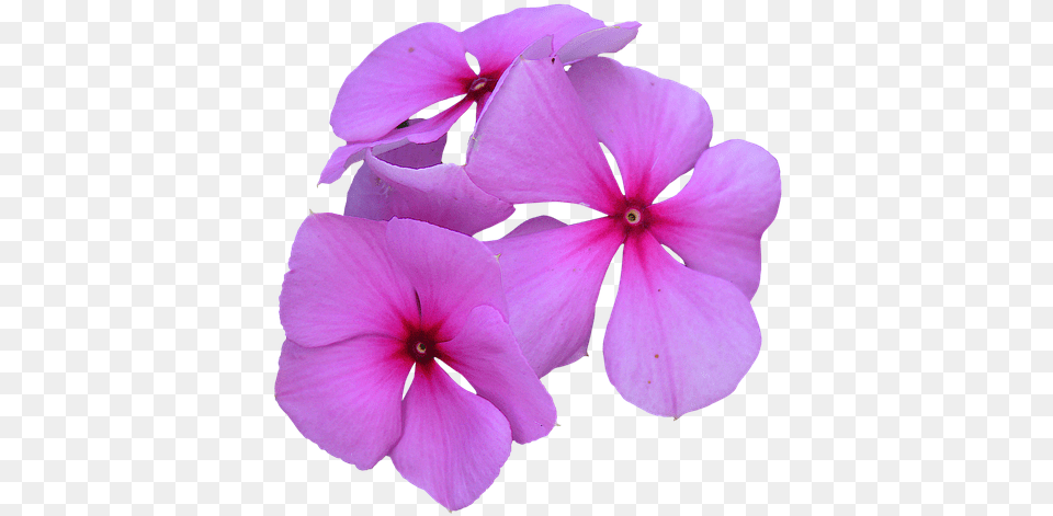 Image Cropped Pink Flowers Petal Photo On Pixabay Flowers Cropped, Flower, Geranium, Plant Free Png