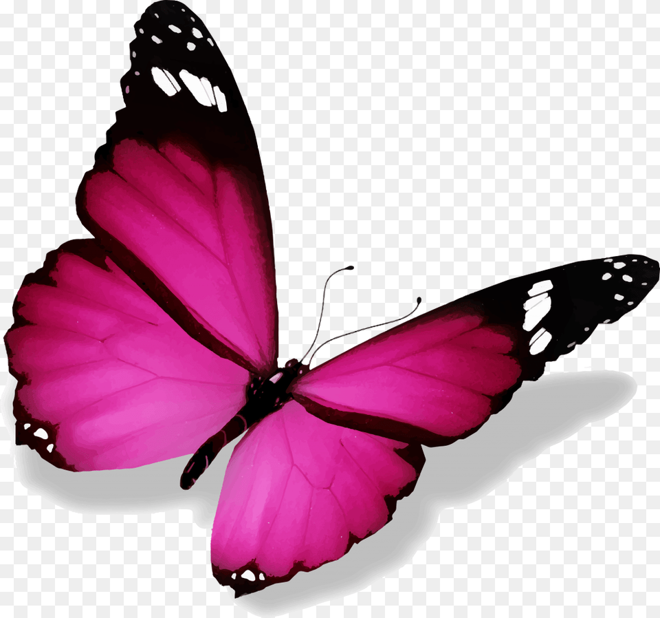 De Papillon De Papillon, Animal, Butterfly, Insect, Invertebrate Png Image