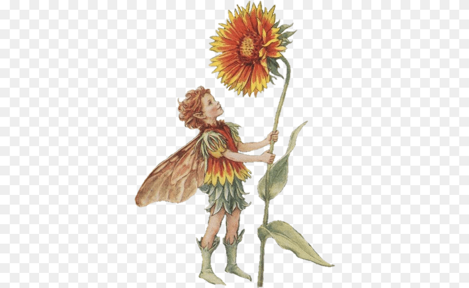 Dei Fiori Cicely Mary Barker, Flower, Person, Plant, Sunflower Png Image