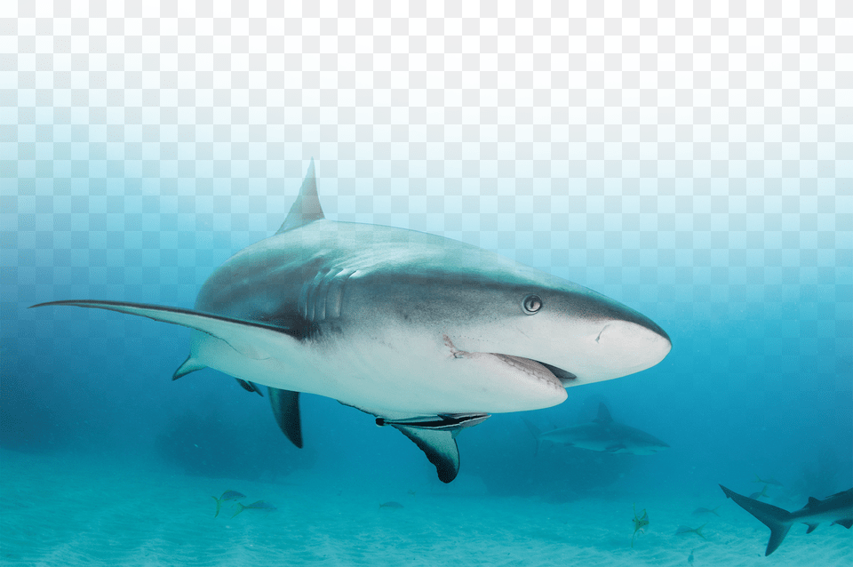 Image Description Sharks Amazing Pictures Amp Fun Facts On Animals, Animal, Fish, Sea Life, Shark Png