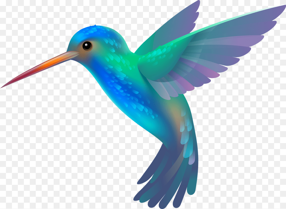 Image Detail For Colorful Hu Hummingbird Clipart, Animal, Bird, Beak, Flying Png