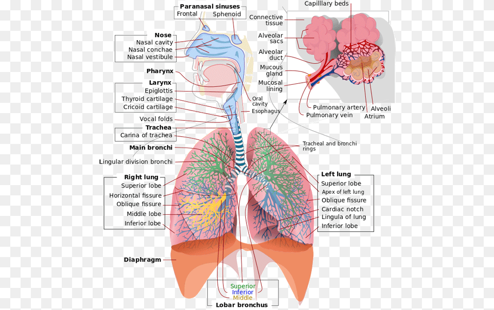 Image Does Respiratory System Work, Person, Diagram Png