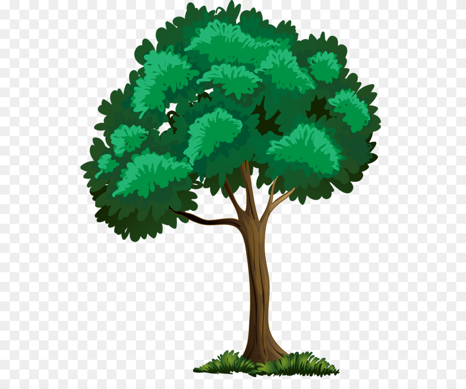 Image Du Blog Kusty Derevia, Plant, Tree, Oak, Sycamore Free Png