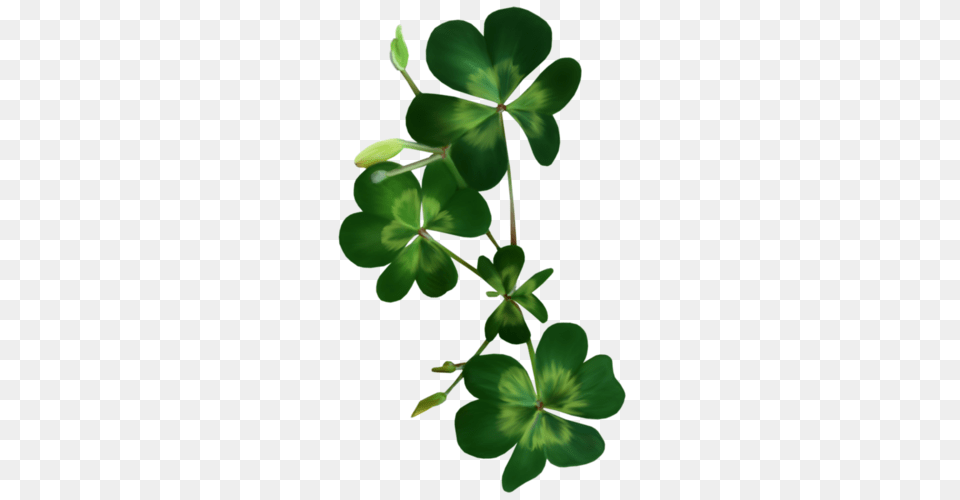 Image Du Blog St Patricks Day, Flower, Geranium, Green, Leaf Free Png Download