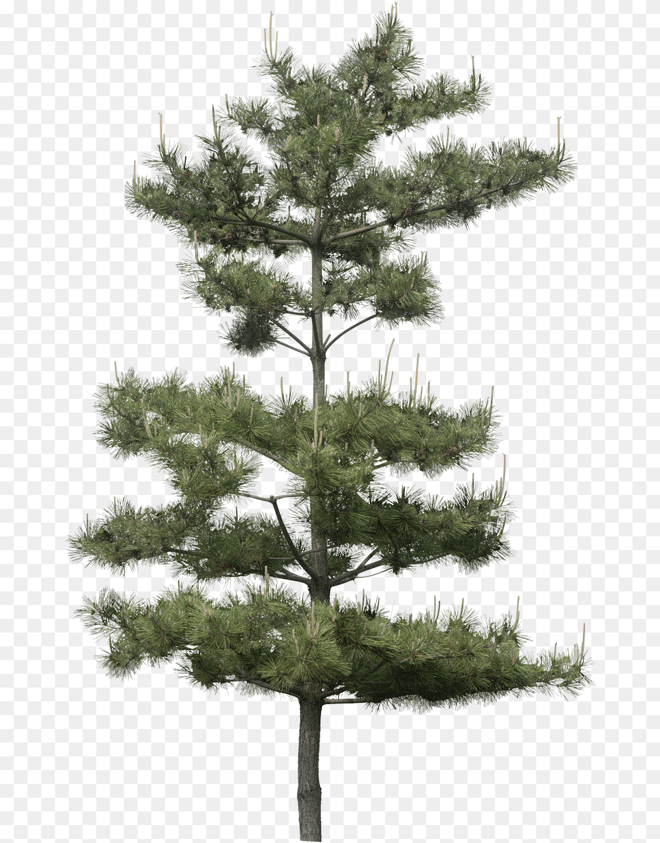 Du Blog Virtuellife Pine Photoshop, Conifer, Fir, Plant, Tree Png Image