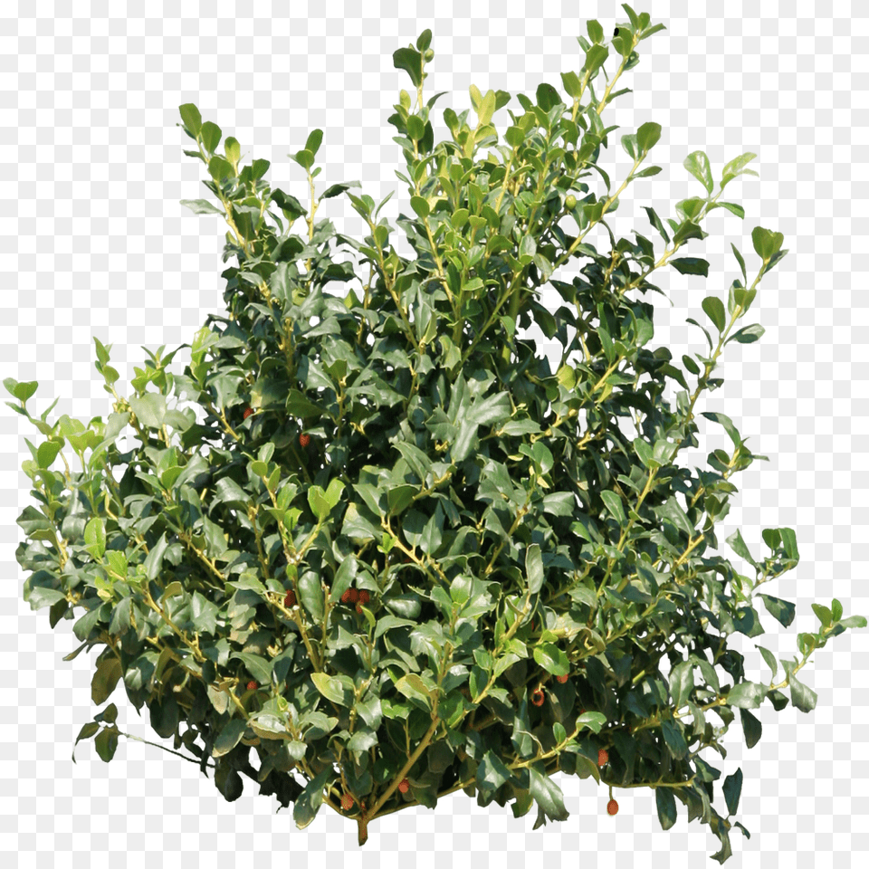 Image Entourage Bush Shrub, Leaf, Plant, Vegetation, Tree Png