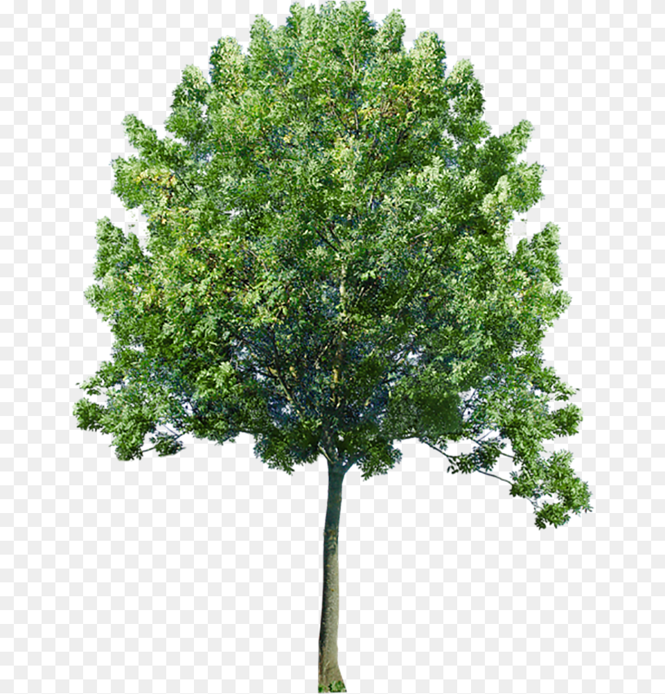 Image Entourage Tree Transparent Background Tree, Maple, Oak, Plant, Sycamore Png