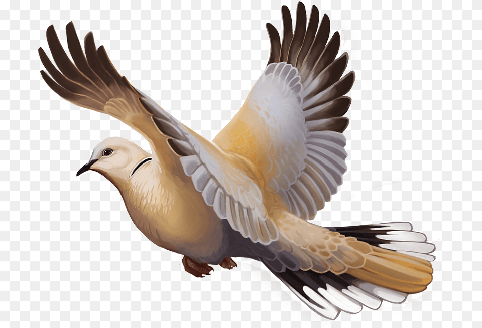 Eurasian Collared Dove Expansion, Animal, Bird, Pigeon Png Image