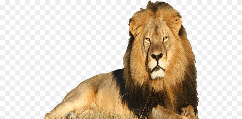 Image Famous Lion, Animal, Mammal, Wildlife Free Png Download