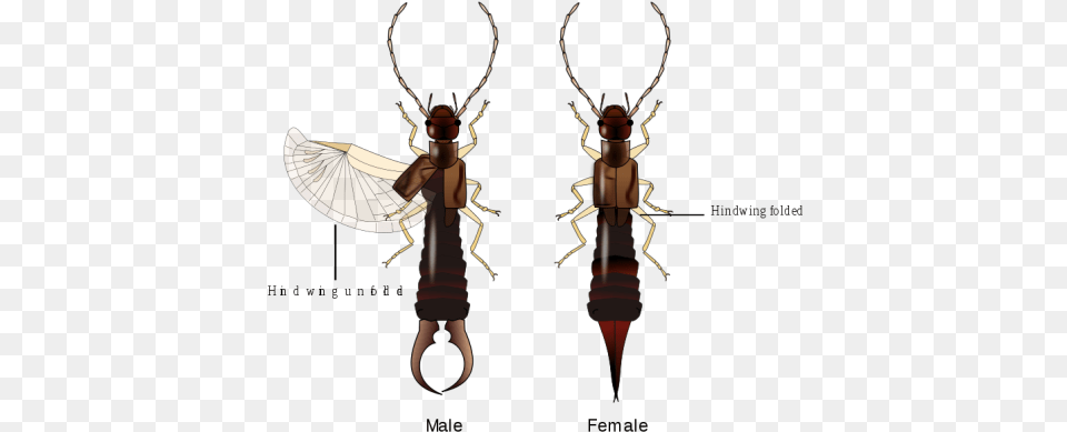 Image Female Earwig, Animal, Insect, Invertebrate, Spider Free Png Download