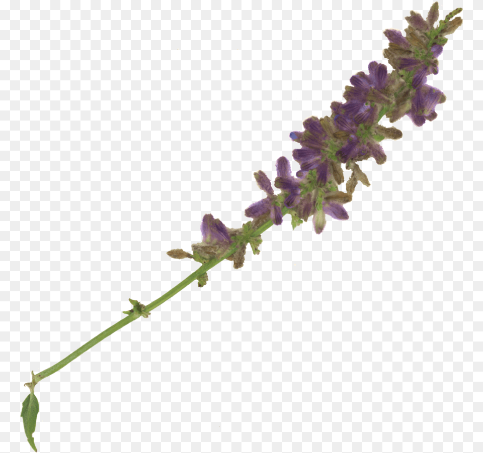 Fernleaf Lavender, Flower, Plant, Grass Png Image