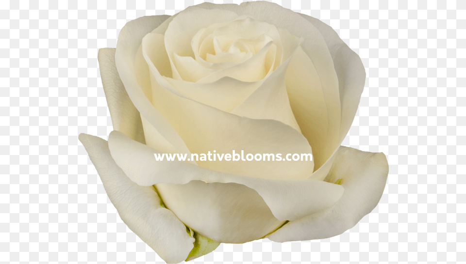 Image Floribunda, Flower, Petal, Plant, Rose Png