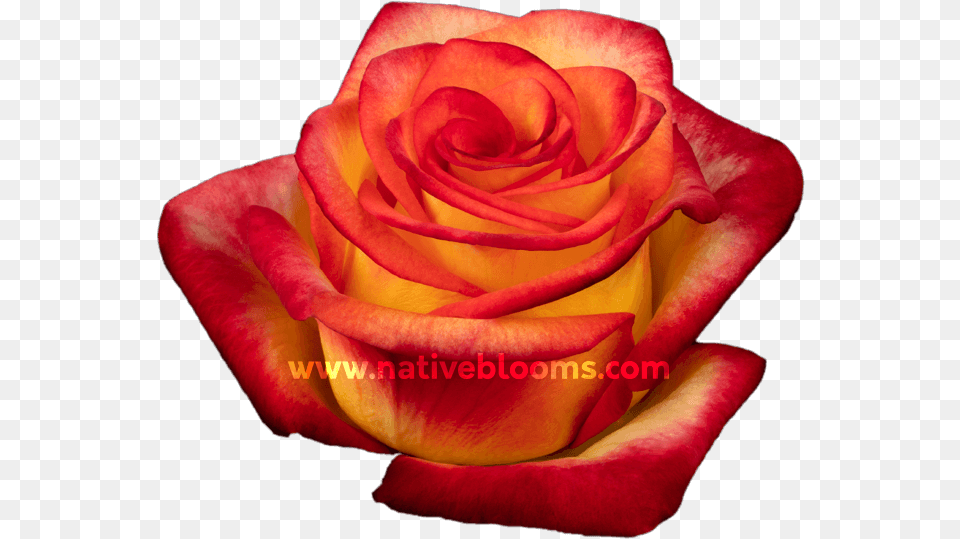 Floribunda, Flower, Plant, Rose, Petal Png Image