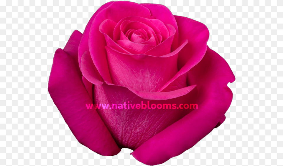 Floribunda, Flower, Petal, Plant, Rose Png Image