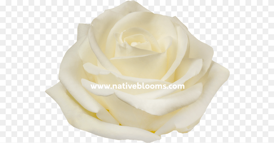 Image Floribunda, Flower, Petal, Plant, Rose Free Png