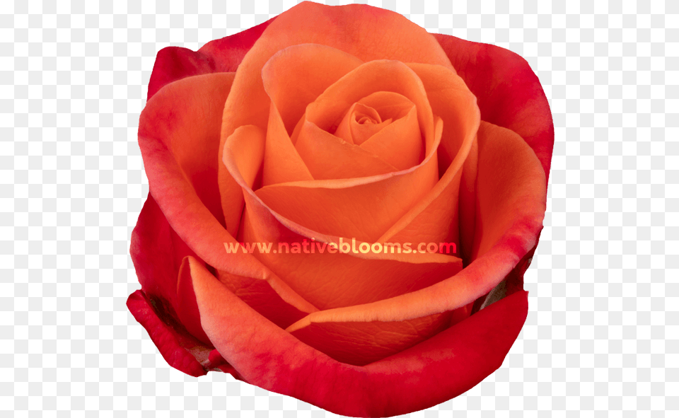 Image Floribunda, Flower, Plant, Rose Free Png