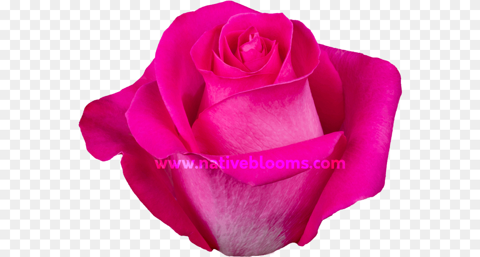 Image Floribunda, Flower, Petal, Plant, Rose Free Png