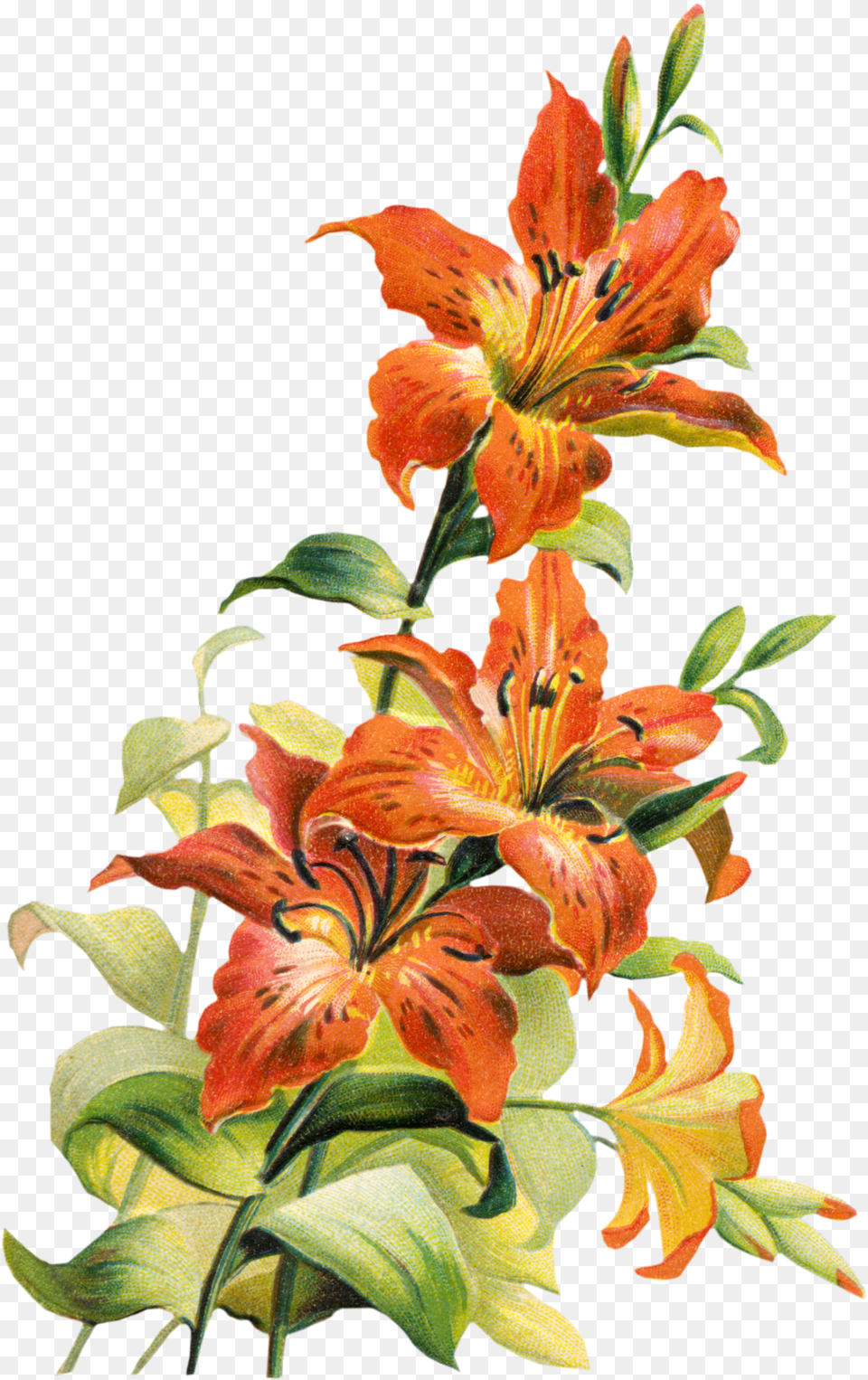 Image Flower Clip Art Images Zda Tiger Lily Flower Art, Plant Png
