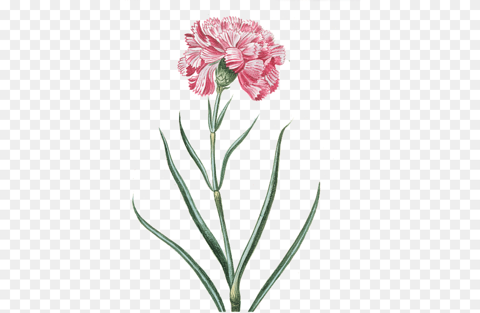 Image Flower Pink Vintage Flowers Vintage, Carnation, Plant Free Png