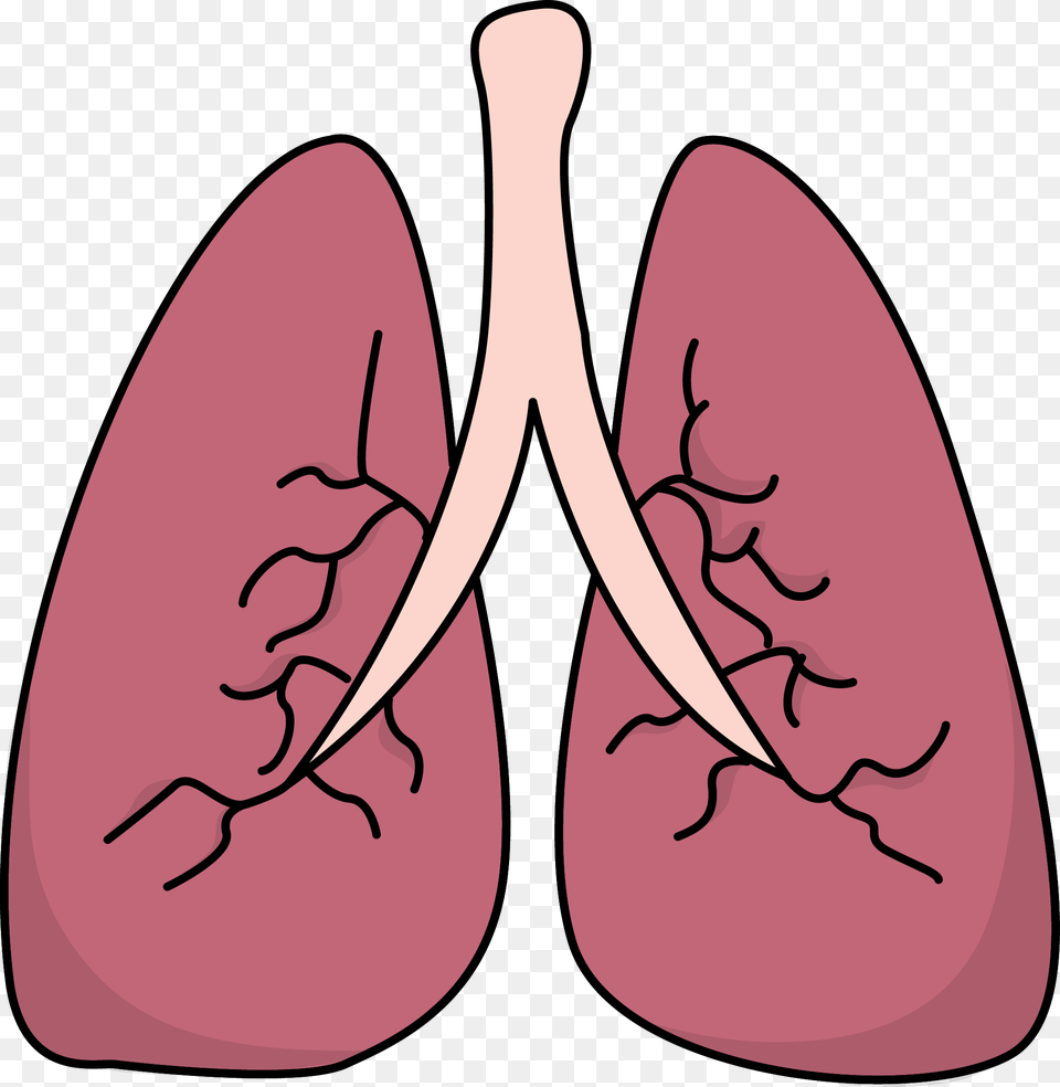 Image For Free Lungs Health High Resolution Clip Art Med Stuff Png