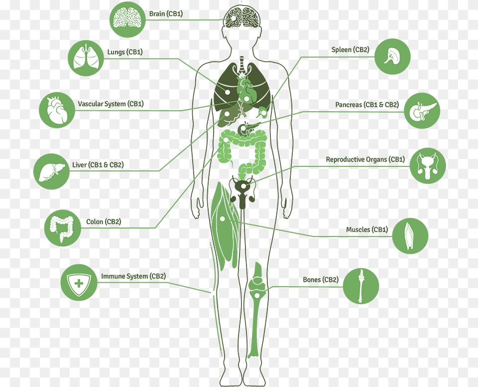 Image For Mike Hennesy S Linkedin Activity Called Great Endocannabinoid System, Chart, Plot, Adult, Male Free Png Download