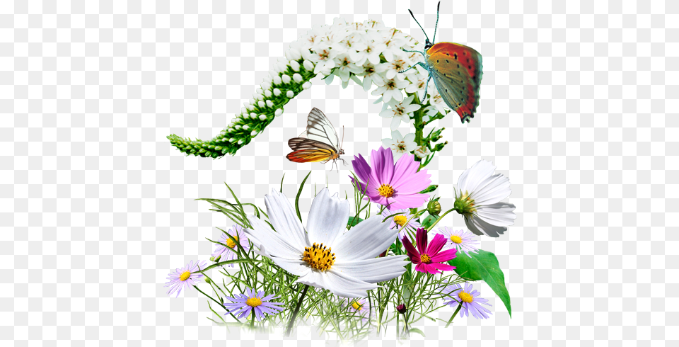 Format Transparent Wild Flower Icon, Plant, Daisy, Flower Arrangement, Pollen Png Image