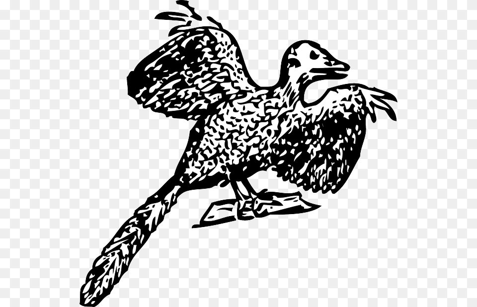 Image Freeuse Sparrow At Getdrawings Com For Personal Bird Fossil, Stencil, Person, Animal, Anseriformes Free Png