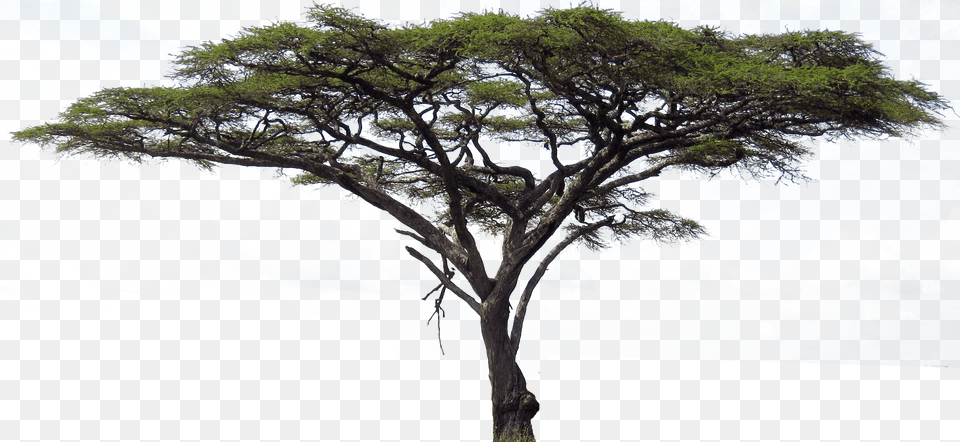 Image Freeuse Stock Accacia Clip Art Net Acacia Tree In Uae, Field, Grassland, Nature, Outdoors Png